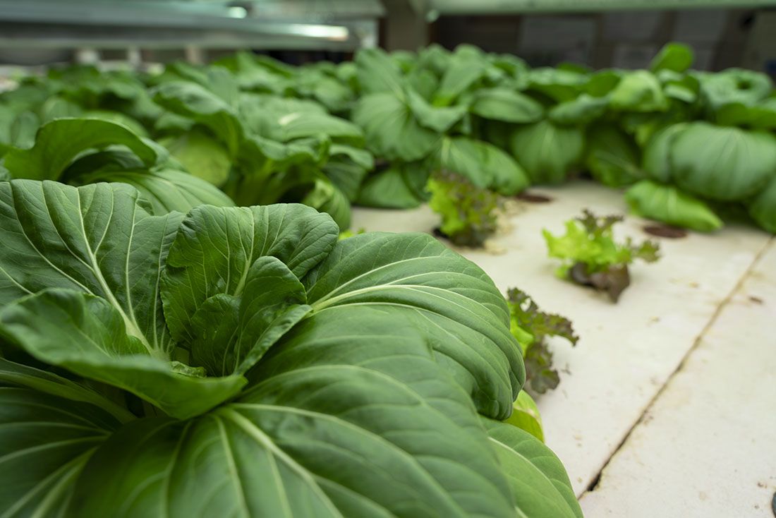 Windy City Harvest takes elitism out of urban farming and fresh produce